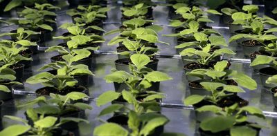 Exposing plants to an unusual chemical early on may bolster their growth and help feed the world