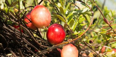 Cranberries can bounce, float and pollinate themselves: The saucy science of a Thanksgiving classic