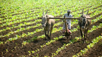Vigorous northeast monsoon spurs tobacco cultivation in south coastal Andhra Pradesh