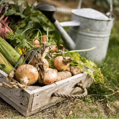 When to plant onion sets if you want delicious onions on tap