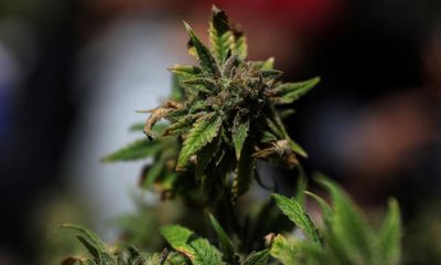 Legalising cannabis will send ‘wrong signal’ to Australian public, peak medical body says