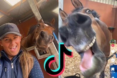 How a Scottish horse became a viral TikTok sensation