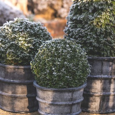 Best outdoor plant covers for winter – 6 of the most popular types, and why they're great at protecting plants