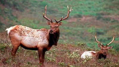 Woman killed in elk attack in her backyard