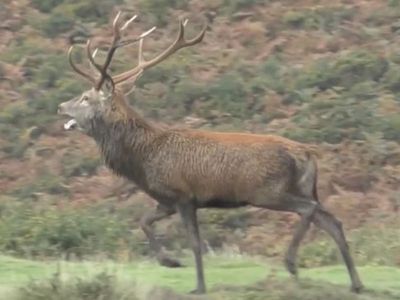 Police probe hunt as stag chased by pack of ‘cruel and sadistic’ riders