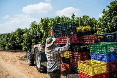 Thai farmhands in Israel face a grim choice: work in a war zone or go home to poverty