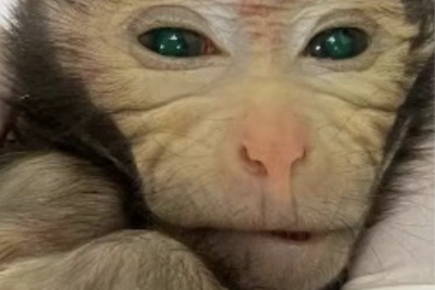 Scientists stunned at first live birth of ‘chimeric’ monkey