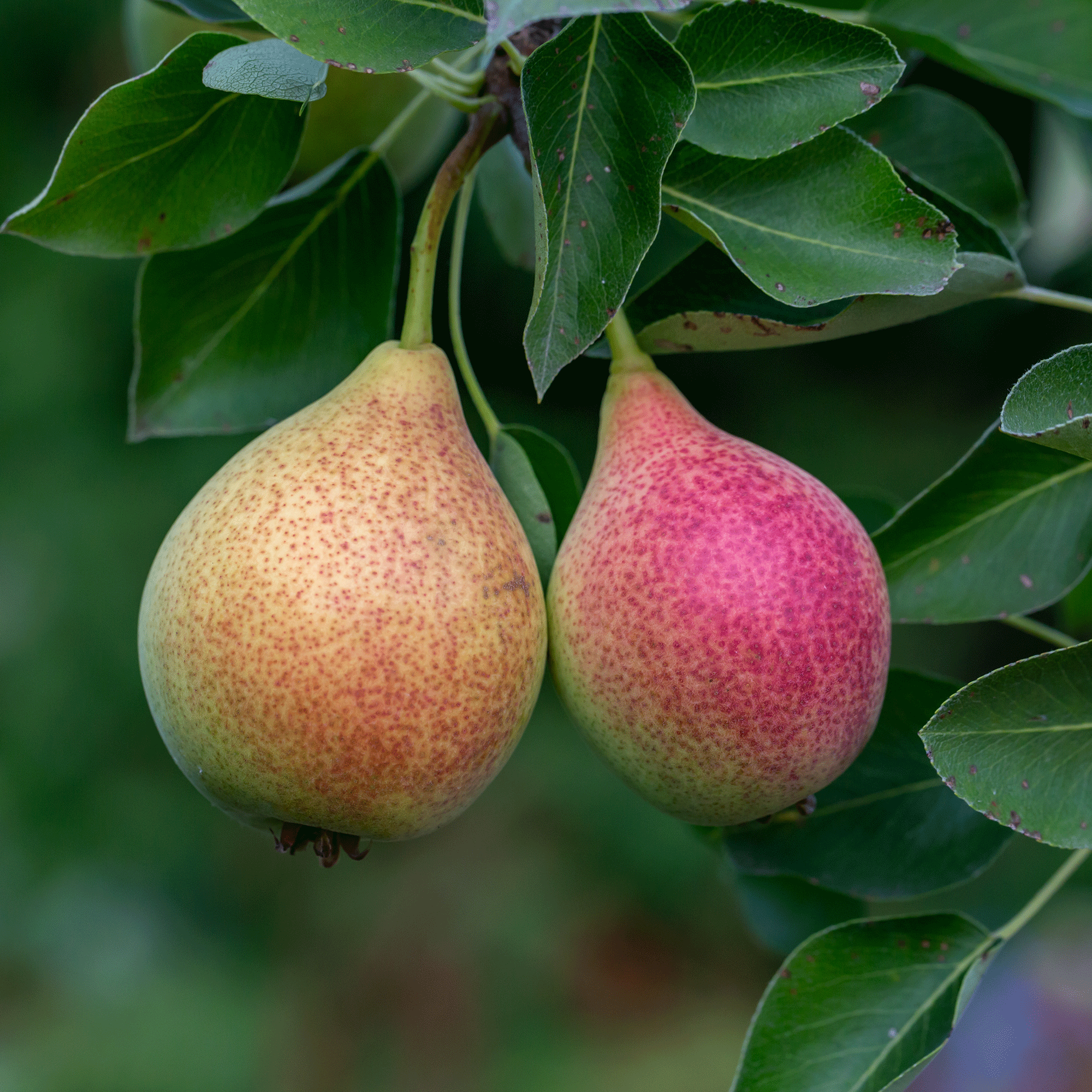 This is when to prune pear trees to ensure a fruitful harvest year after year