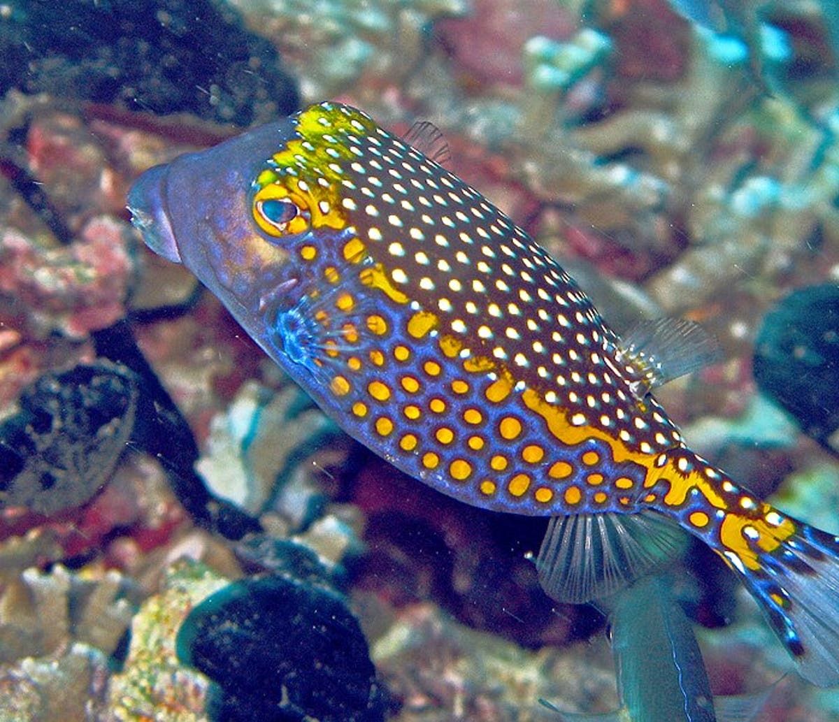 How do animals get their spots and stripes? Scientists…