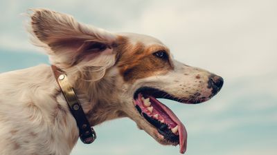 32 of the best outdoor dog breeds