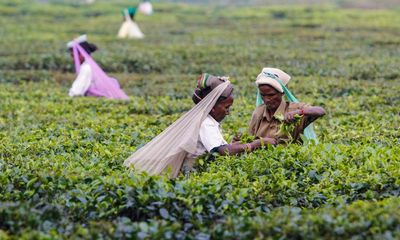 Poor tea pickers pay the price for a British cuppa