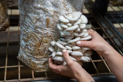Best mushroom growing kits to shop in the UK, tried and tested