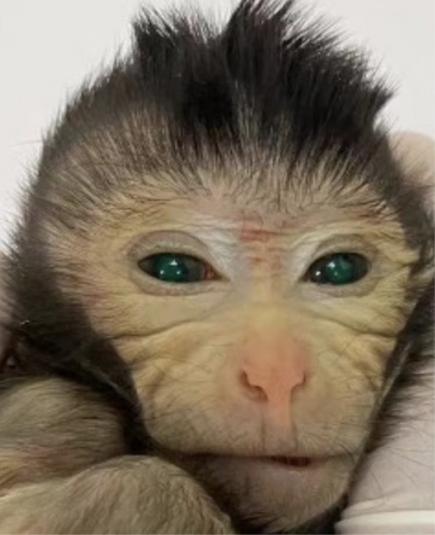 Scientists Create First Live Chimera Monkey