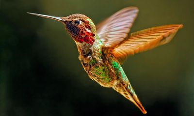 Scientists learn secret to hummingbirds’ remarkable agility