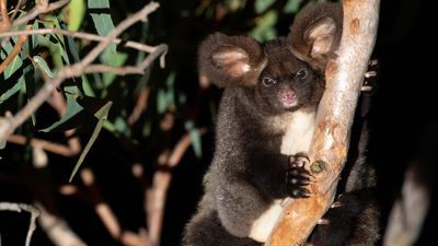 Watchdog details allegations against NSW Forestry Corp