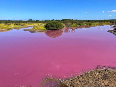 Wildlife refuge pond in Hawaii mysteriously turns bright pink. Drought may be to blame