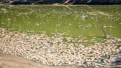 'Very high' risk of major summer fish kill in Darling