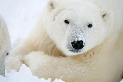 Strobe lights, AI, shotguns: can anything help Canada’s polar bears and humans coexist?