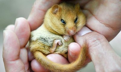 Hazel dormice becoming endangered in UK amid 70% decline, study says