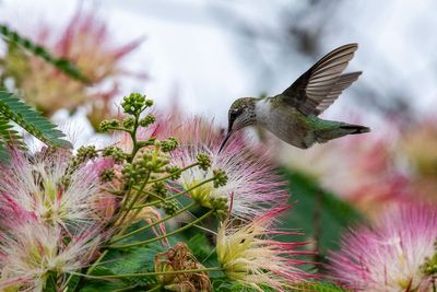 High-speed cameras finally reveal how acrobatic hummingbirds fly through narrow gaps