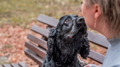 If you get stuck in a sticky situation with your reactive dog, this trainer's simple tip will help you both stay calm