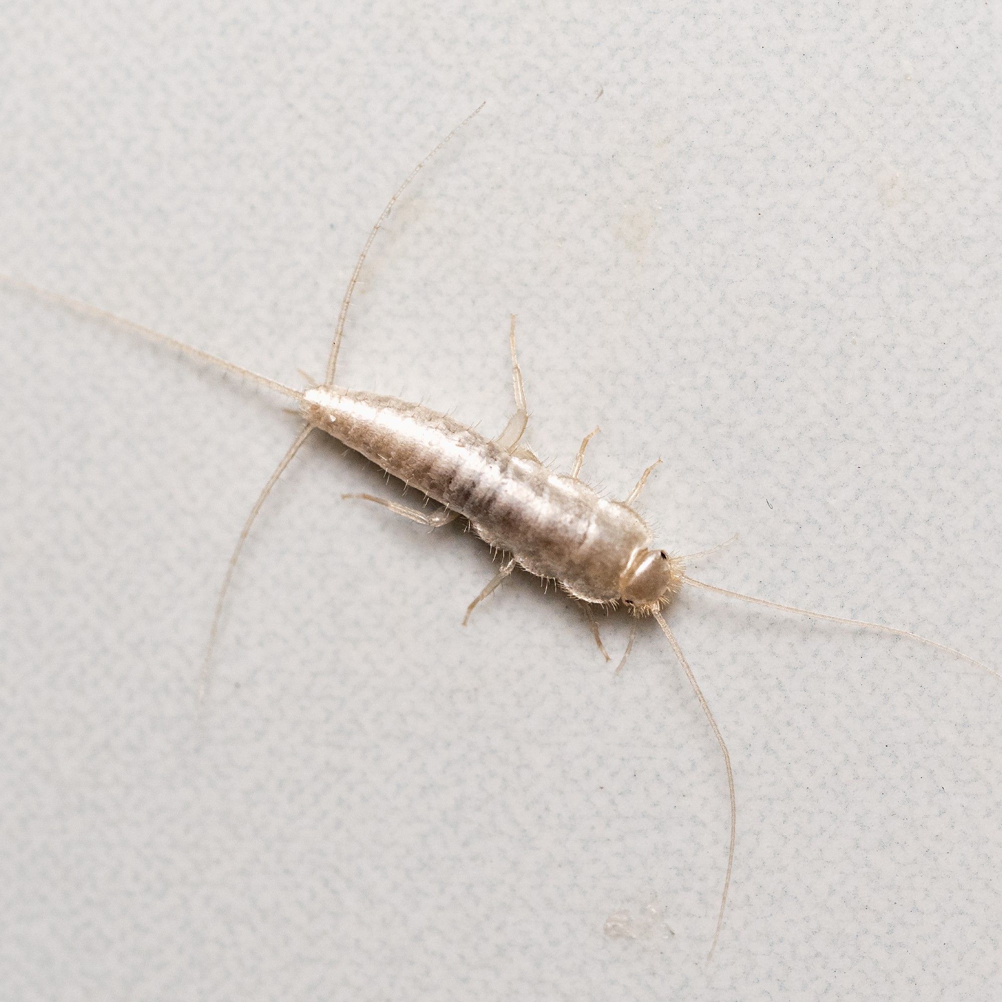 How to get rid of silverfish and what does their…