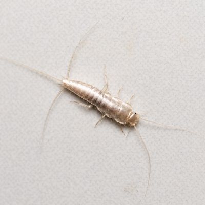 How to get rid of silverfish and what does their presence in your bathroom mean