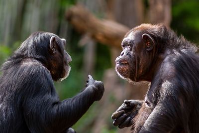 What chimp kids tell us about language