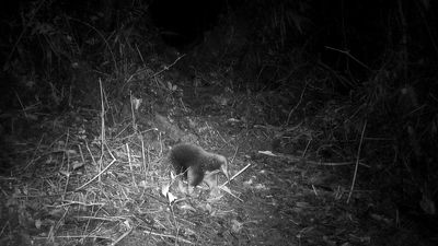 Elusive Attenborough echidna rediscovered in Indonesia