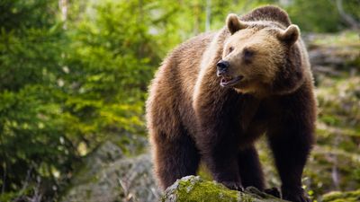 Killer bear found dead after grizzly summer of attacks in Japan