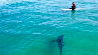 Video: indecisive great white shark seems to have second thoughts about blissfully unaware surfer