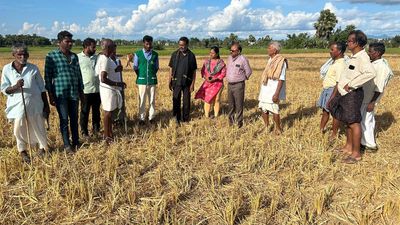 Dry spell hits paddy crop in Vizianagaram district