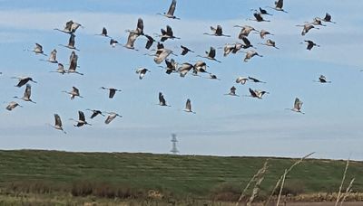 Early trip to see sandhill cranes at Jasper-Pulaski raises questions