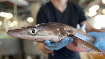 Sharkskin Could Be Used To Help Humans Heal Wounds