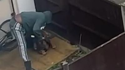 Video shows XL Bully being beaten with shovel, as warning issued of surge in abuse of breed