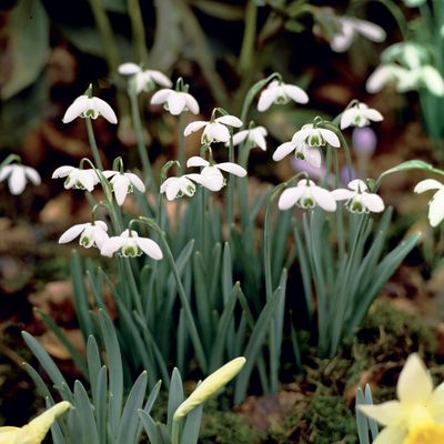 How to plant snowdrop bulbs - an easy guide for a stunning winter garden