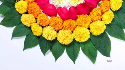 Diwali 2023: Eco-friendly rangoli design ideas made of flowers
