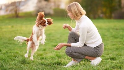 Want a happy and healthy dog? Trainer shares six cost-effective ways to keep your pup mentally stimulated