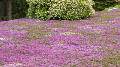 These incredible pink-flowering lawns are going viral, and they’re far more low maintenance than grass