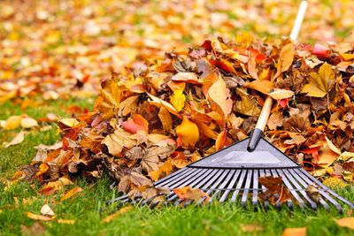 'Don't rake them!' Gardeners urge you to mow over fallen leaves on your lawn right now – here's why