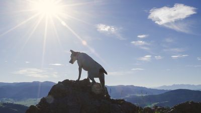 Loyal dog watches over missing hiker's body for nearly two months