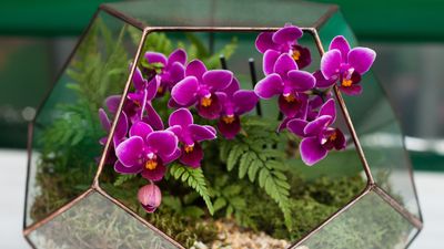 How to make an orchid terrarium – for a sophisticated, tropical look
