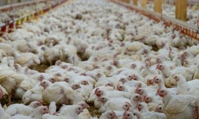 Premature death of 80m chickens raises concerns over UK’s fast-growing breeds