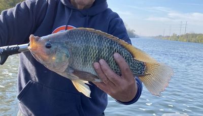 Chicago outdoors: A tilapia in CAWS and a rutting buck chasing does in the suburbs