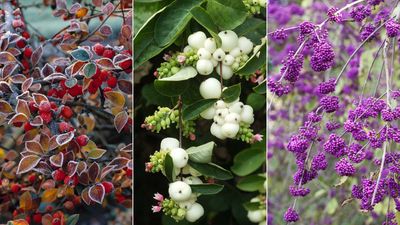 Shrubs with winter berries – 10 choices that will brighten your backyard