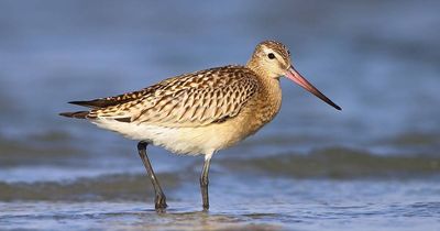Why is the bar-tailed godwit under threat?