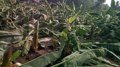 Destruction of farmland continues in T.N.’s Jedarapalayam as miscreants cut down over 3,500 banana trees