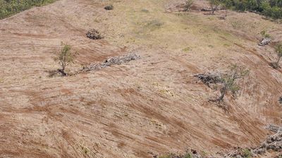 What Westpac zero deforestation pledge means for ag