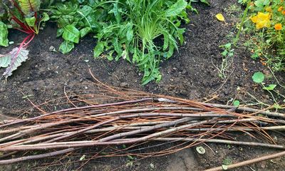 Winter’s on its way, time to sort out the weeding and clearing