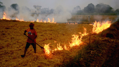 Crop residue burning resumes in punjab after brief lull; nearly 1,000 cases reported
